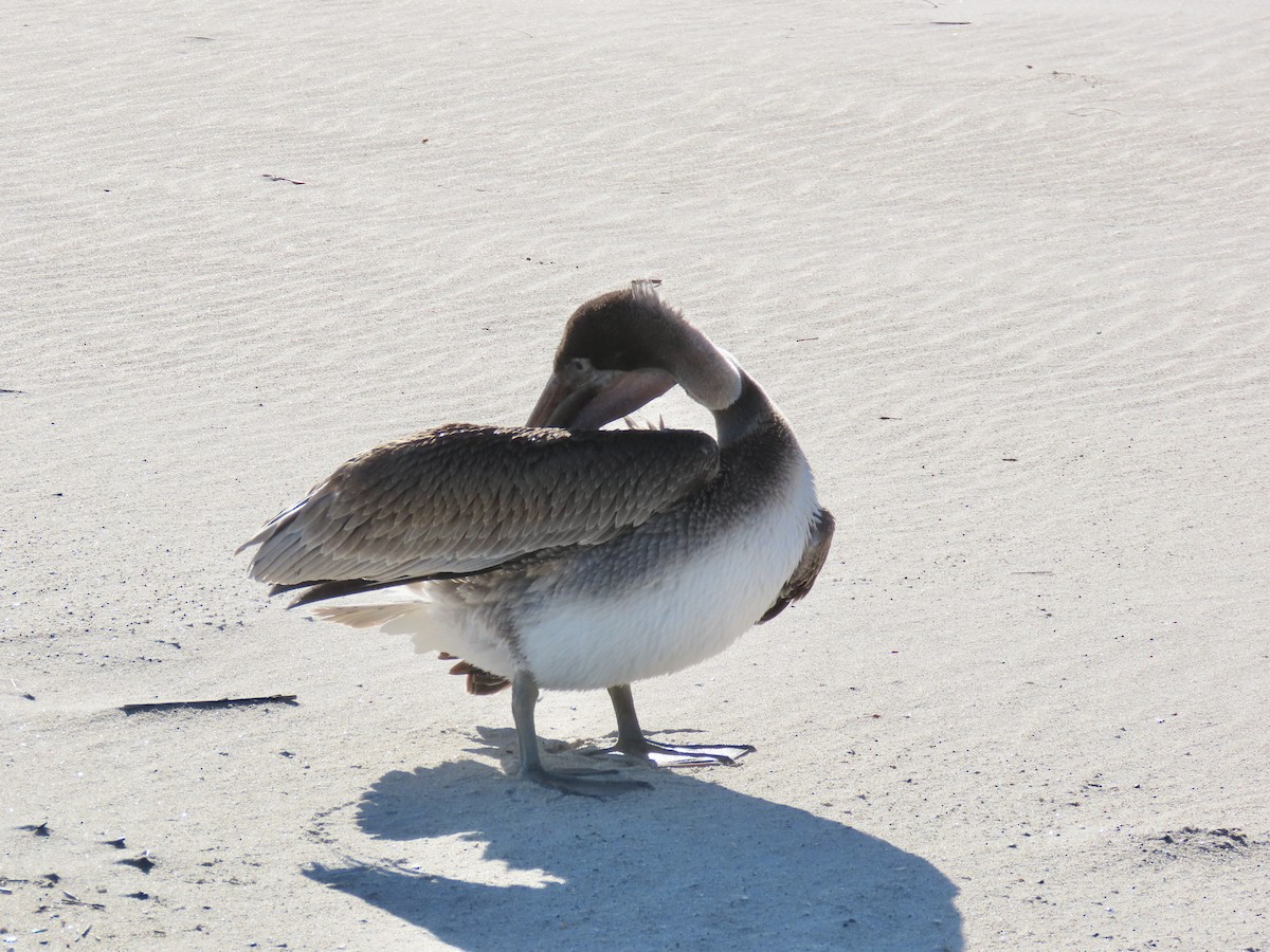 Brown Pelican - ML643627506