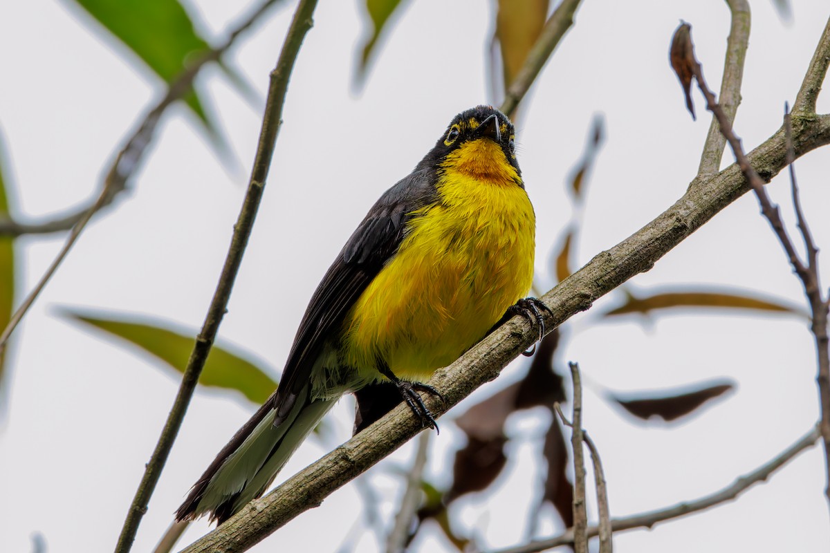 Spectacled Redstart - ML643627507