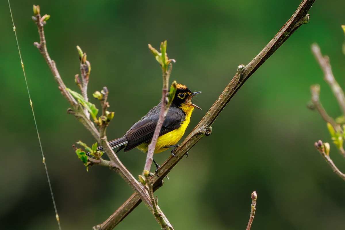 Spectacled Redstart - ML643627508