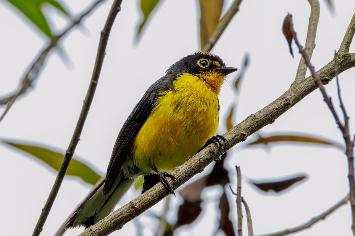 Spectacled Redstart - ML643627509