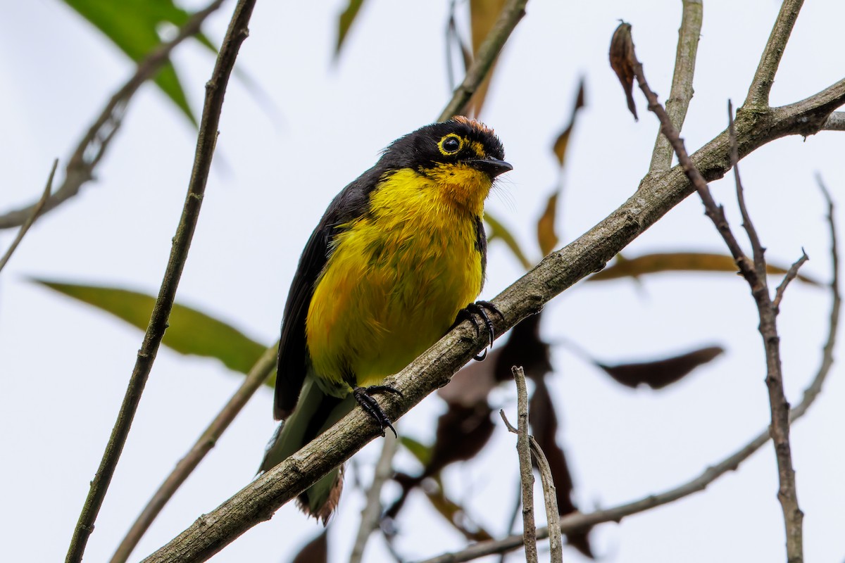 Spectacled Redstart - ML643627510
