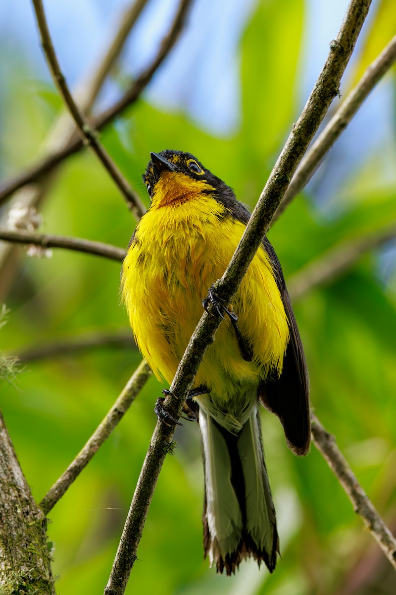 Spectacled Redstart - ML643627511