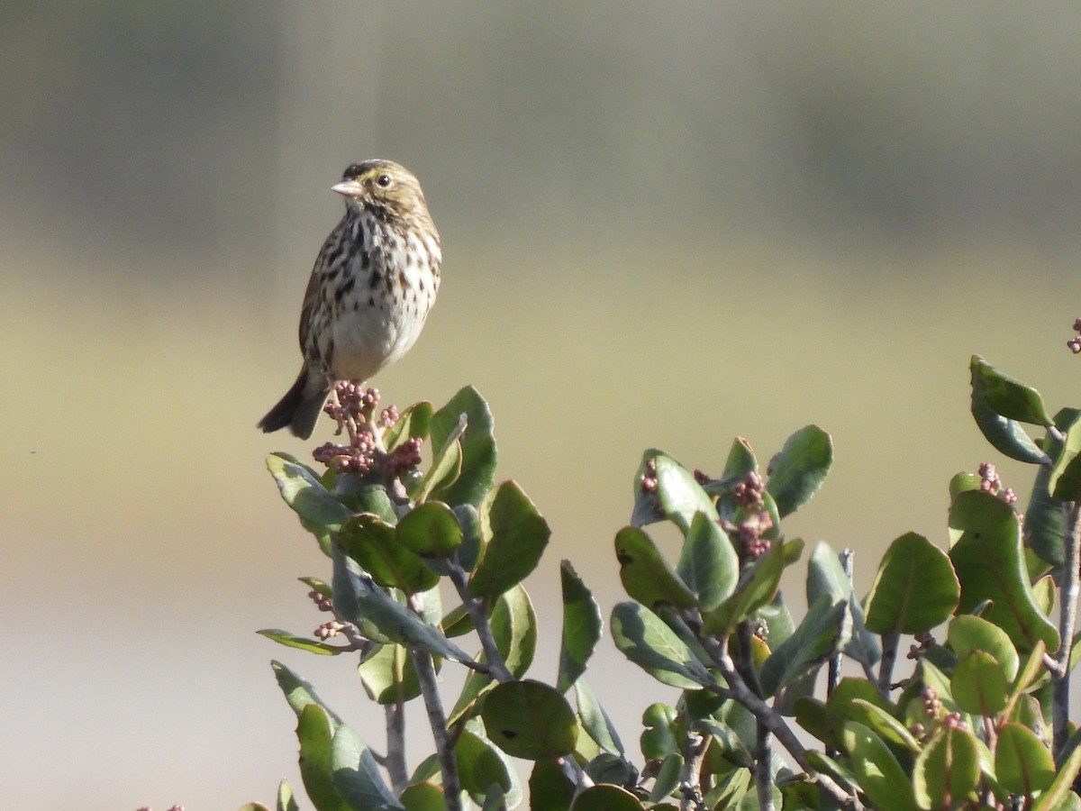 Savannah Sparrow - ML643627524