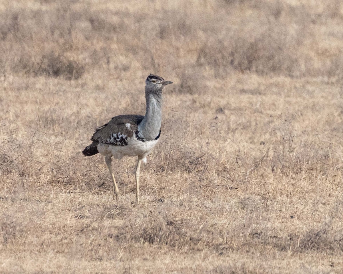 Kori Bustard - ML643627530