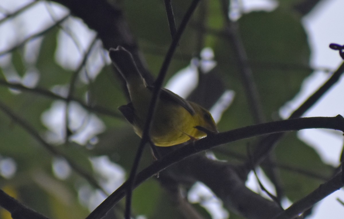 Blue-winged Warbler - ML643627544