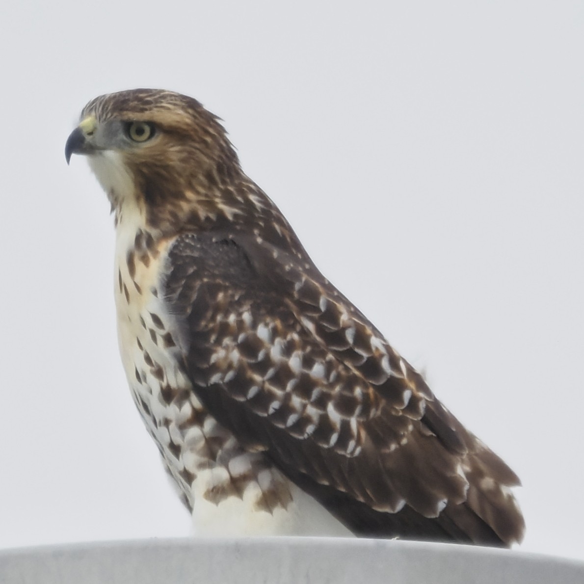 Red-tailed Hawk - ML643627548