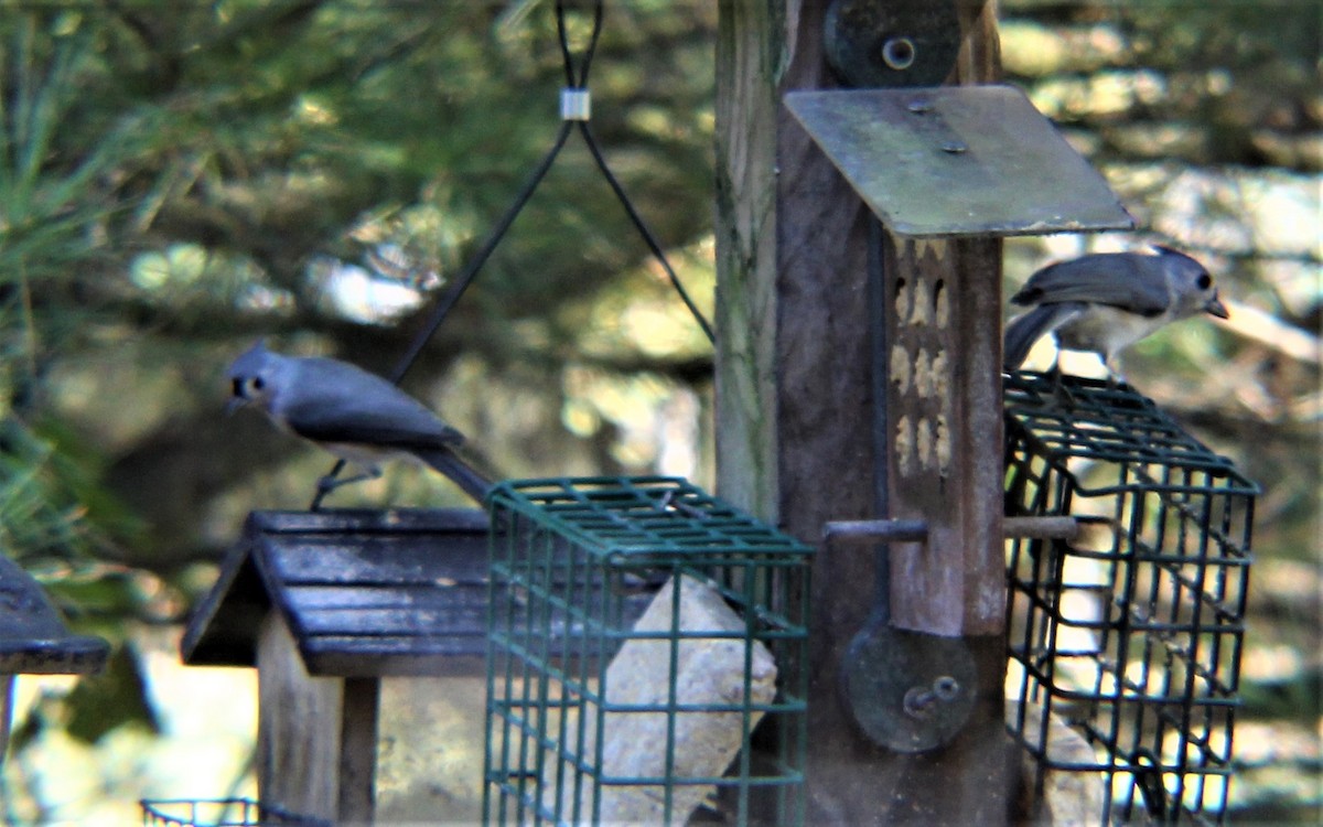 Tufted Titmouse - ML643627553