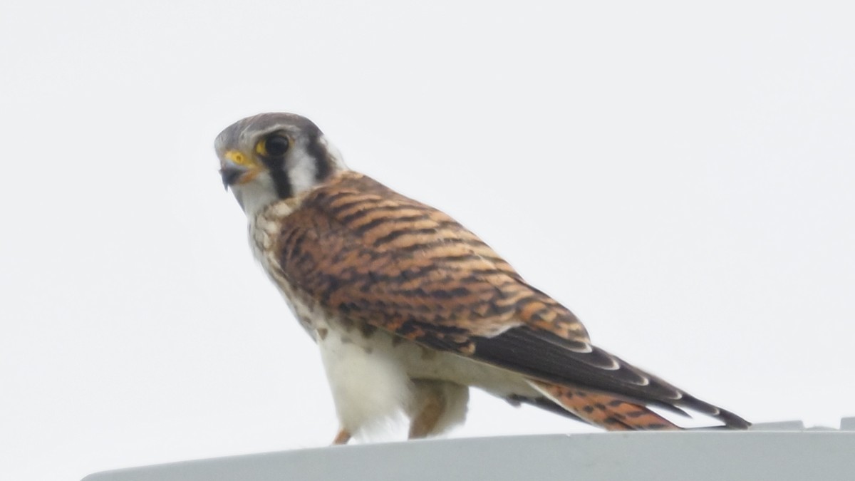 American Kestrel - ML643627561