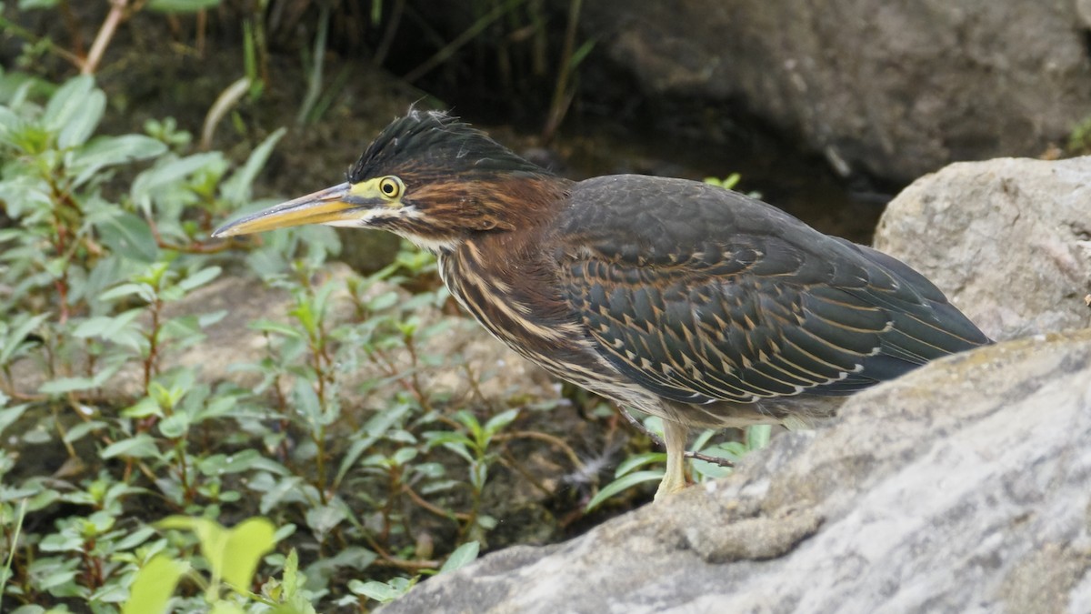 Green Heron - ML643627586