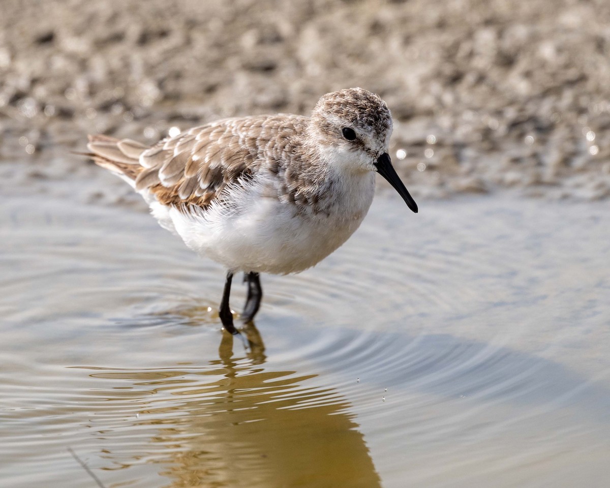 Little Stint - ML643627587