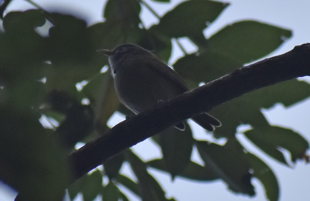 Lesser Greenlet - ML643627595