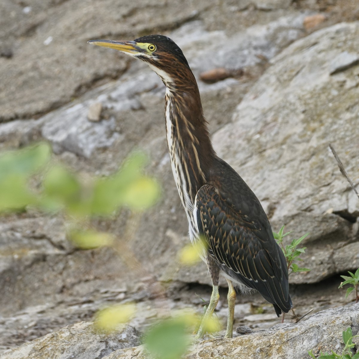 Green Heron - ML643627600