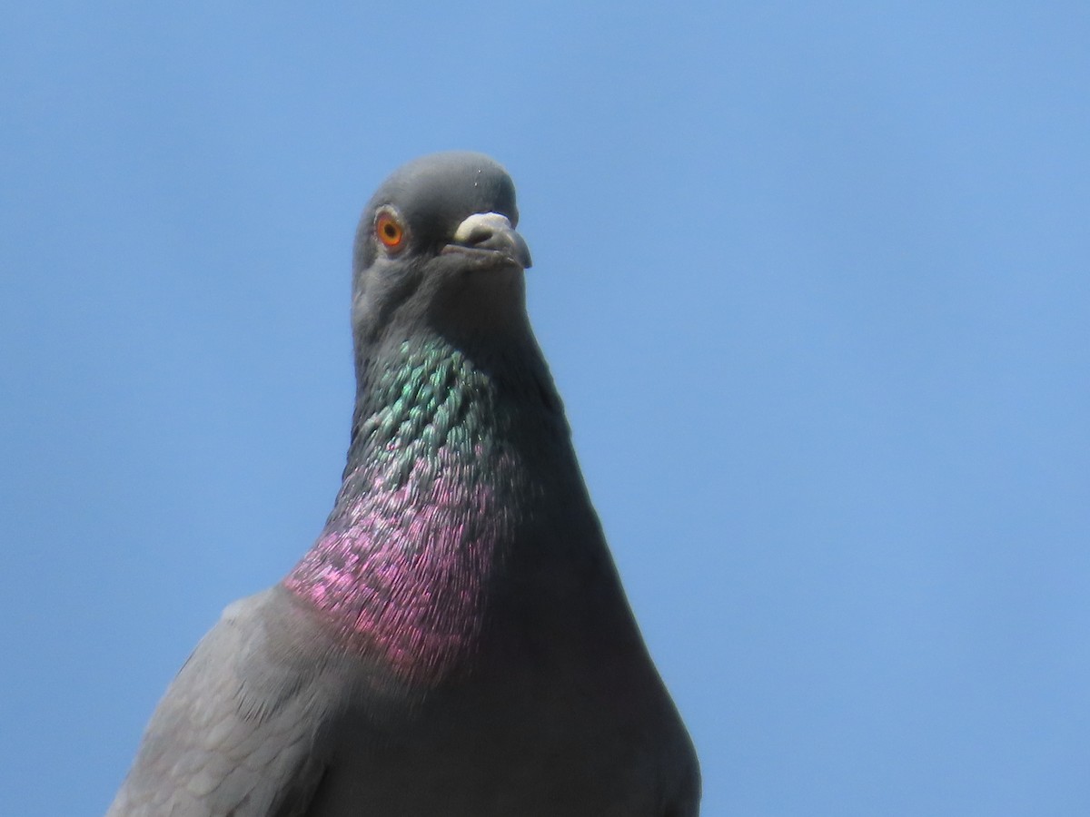 Rock Pigeon (Feral Pigeon) - ML643627603
