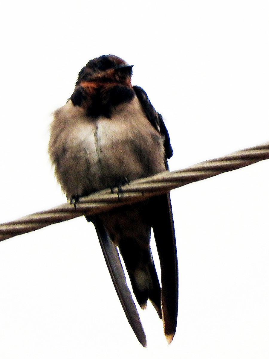 Angola Swallow - ML643627605
