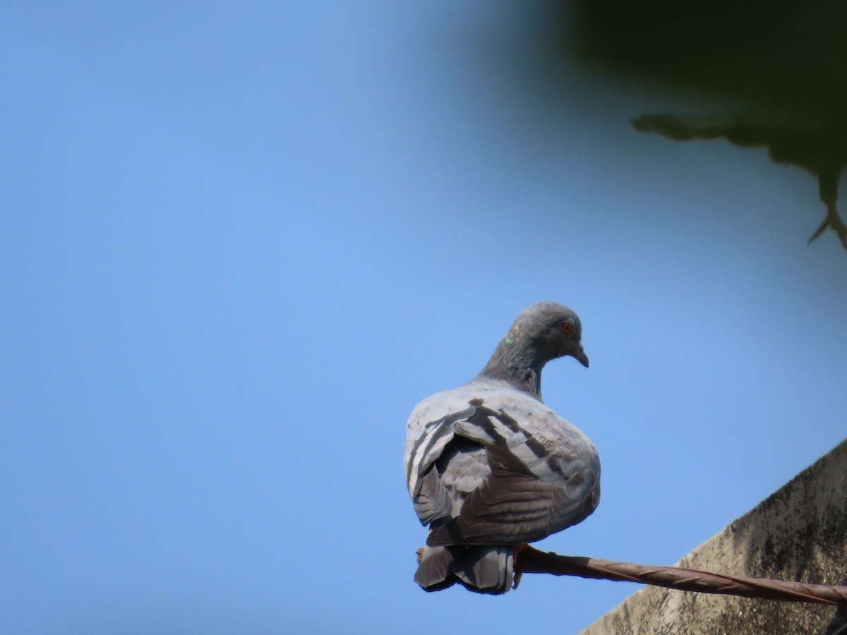 Rock Pigeon (Feral Pigeon) - ML643627606