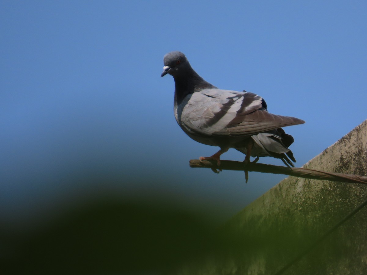 Rock Pigeon (Feral Pigeon) - ML643627608