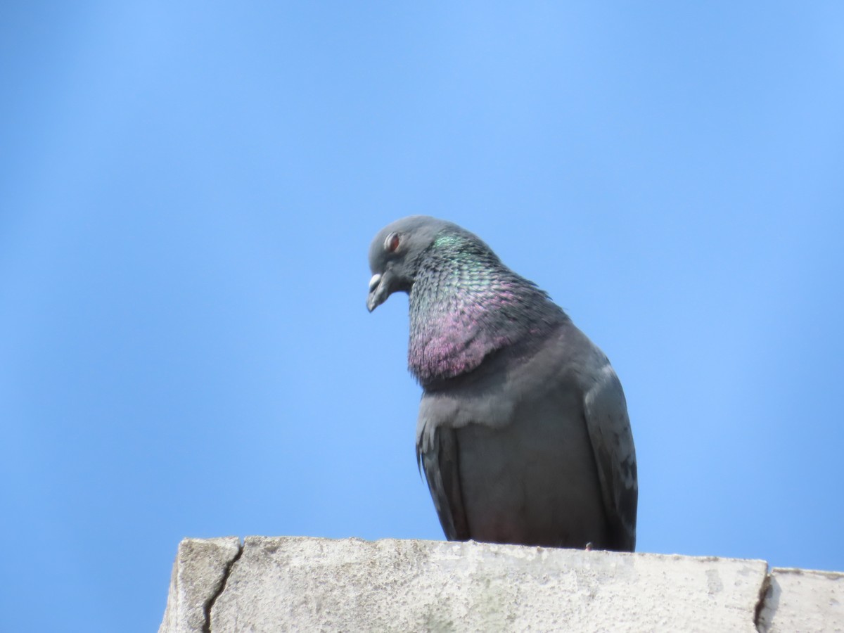 Rock Pigeon (Feral Pigeon) - ML643627609