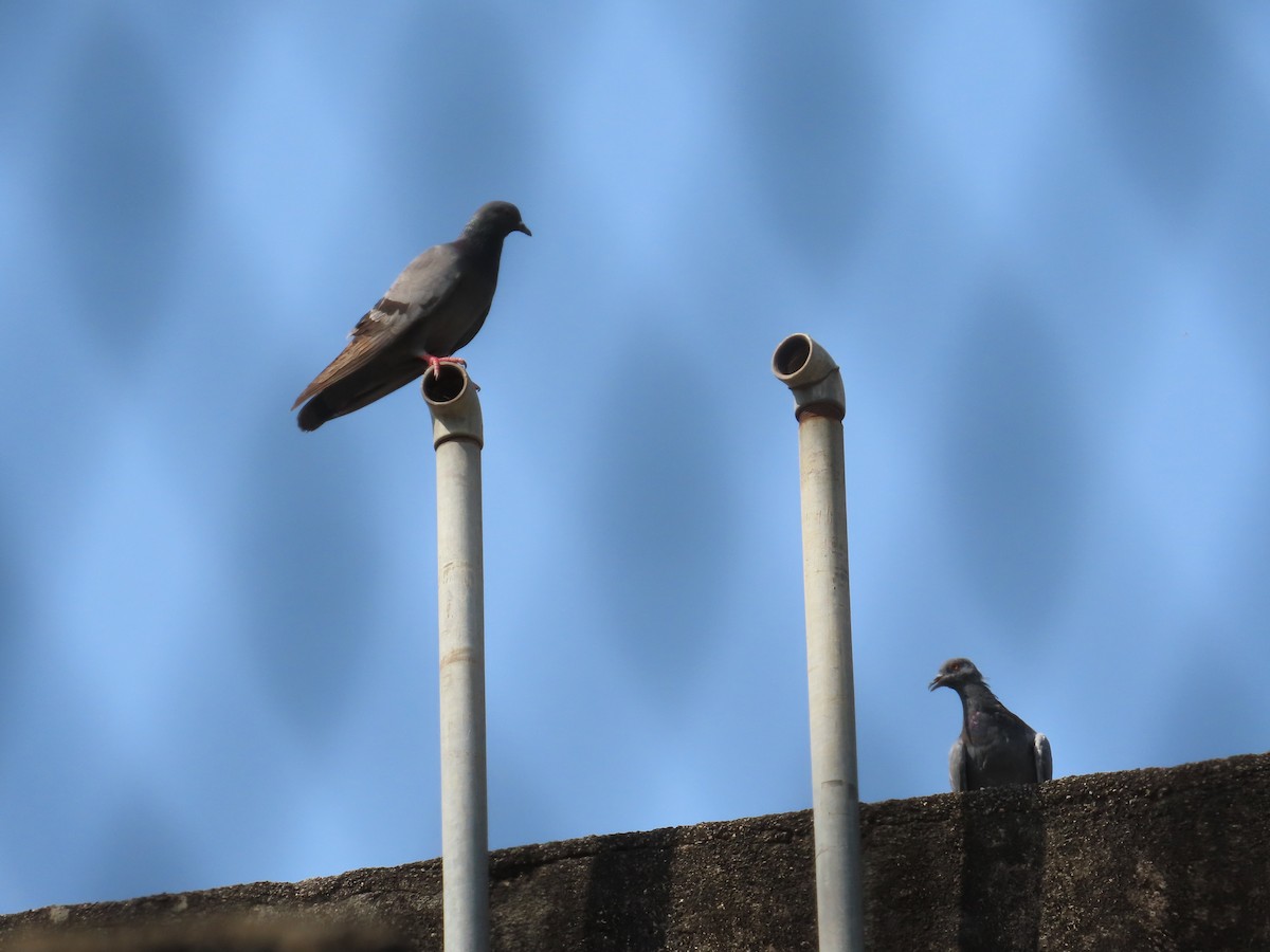 Rock Pigeon (Feral Pigeon) - ML643627610
