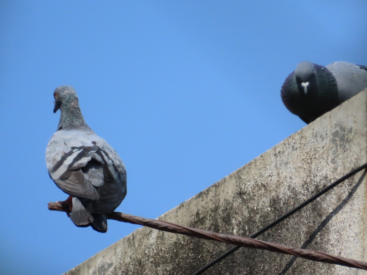 Rock Pigeon (Feral Pigeon) - ML643627611