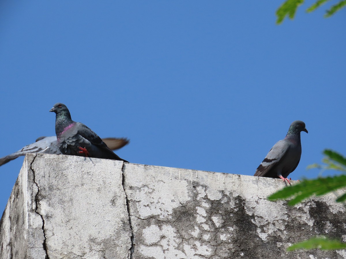 Rock Pigeon (Feral Pigeon) - ML643627612