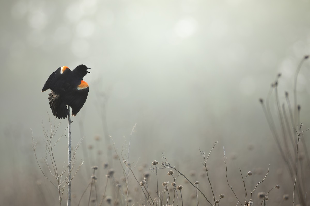 Red-winged Blackbird - ML643627625