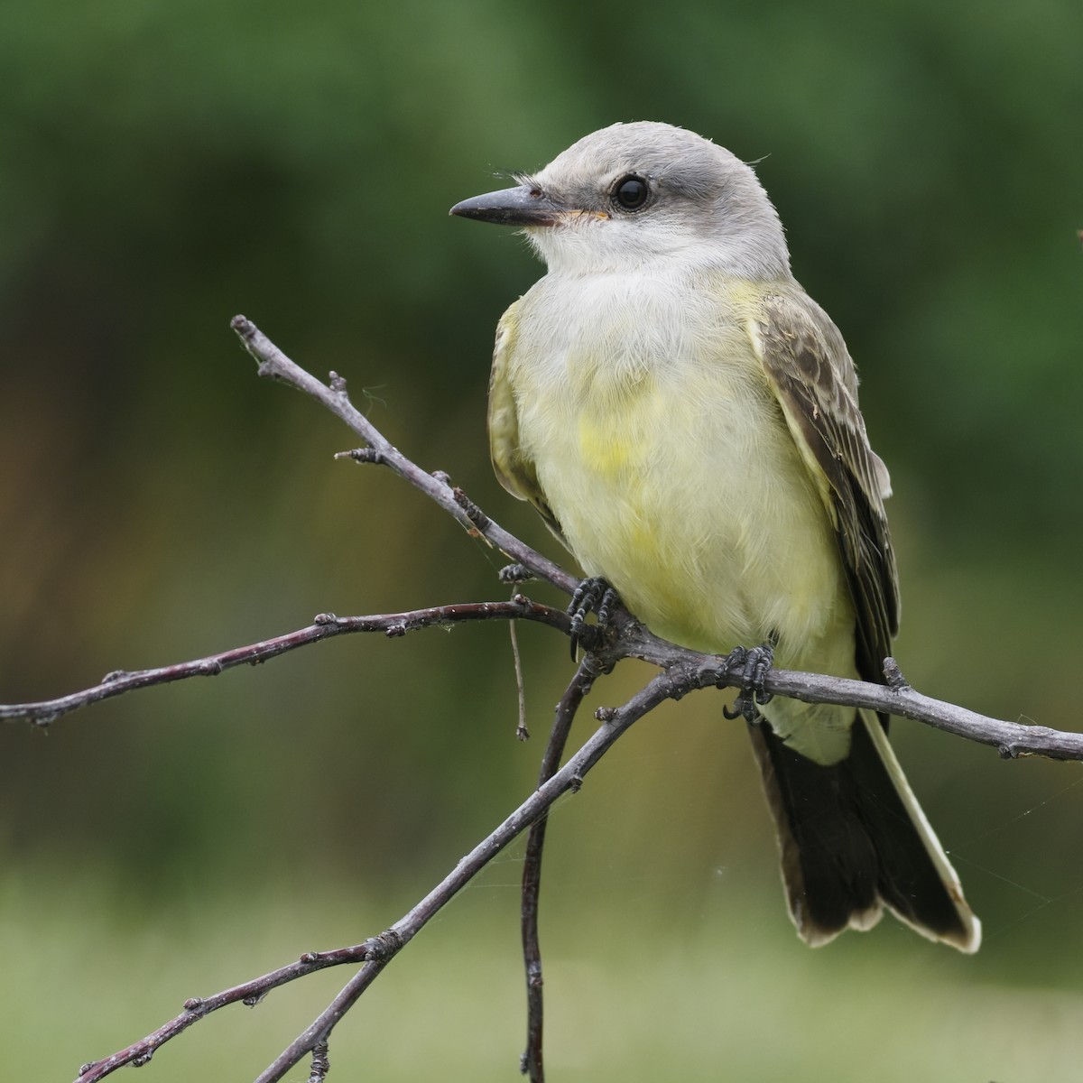 Western Kingbird - ML643627627