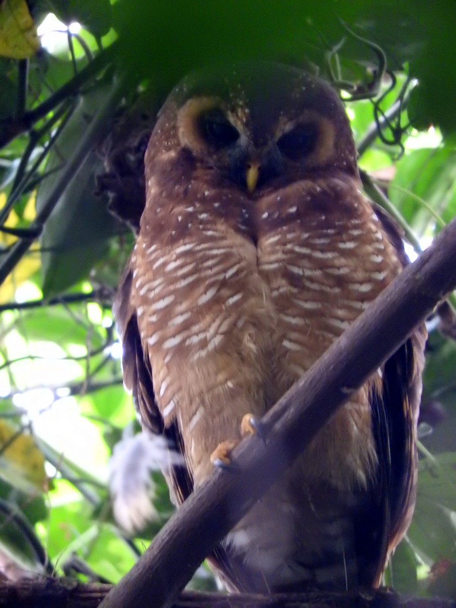 African Wood-Owl - ML643627629