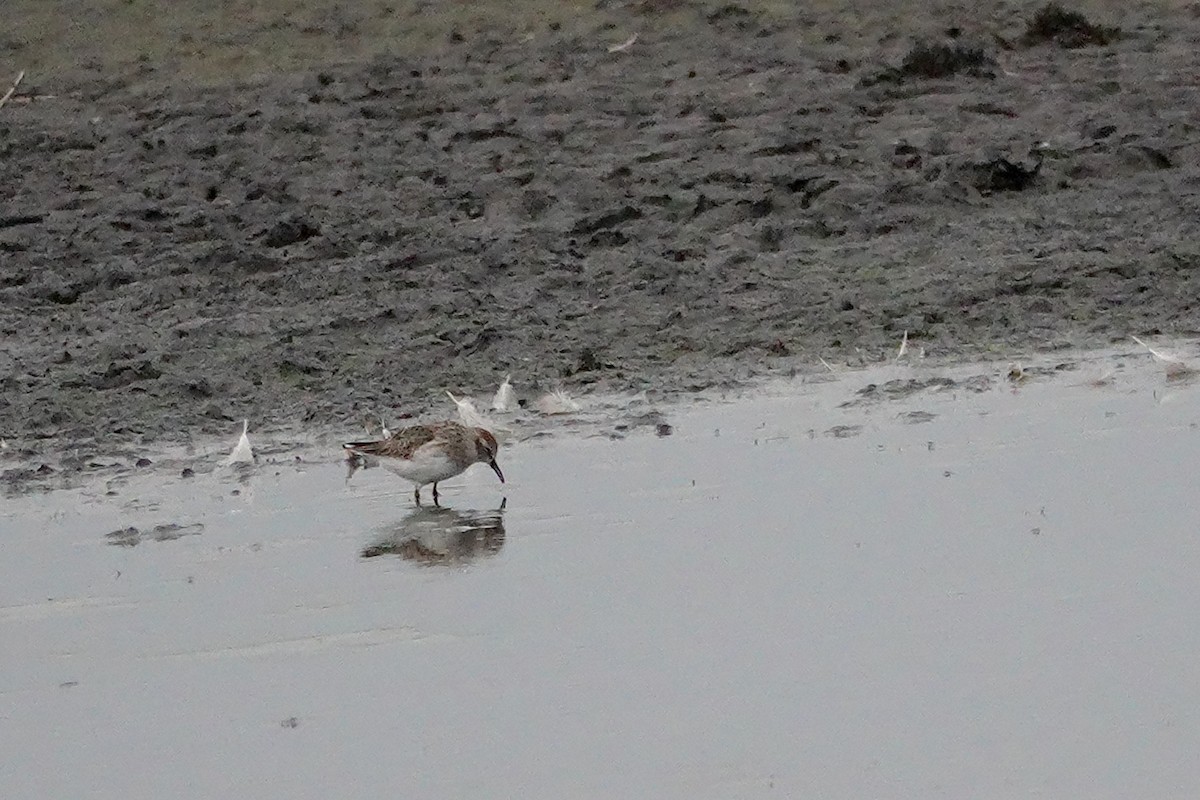 Weißbürzel-Strandläufer - ML643627630