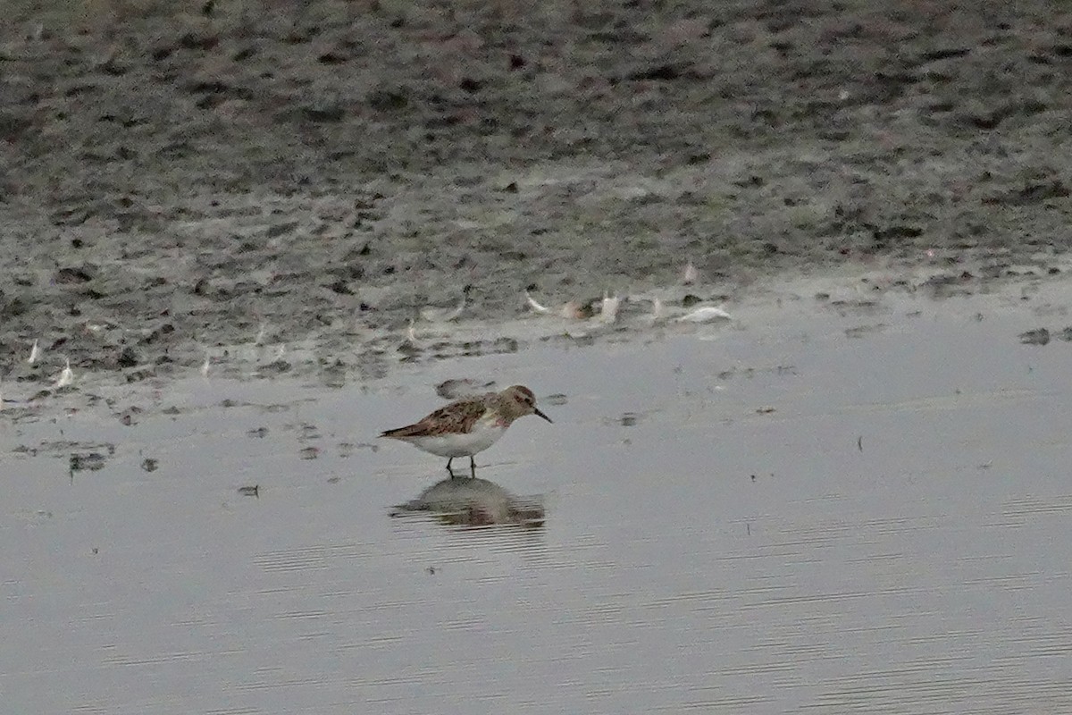 Weißbürzel-Strandläufer - ML643627631