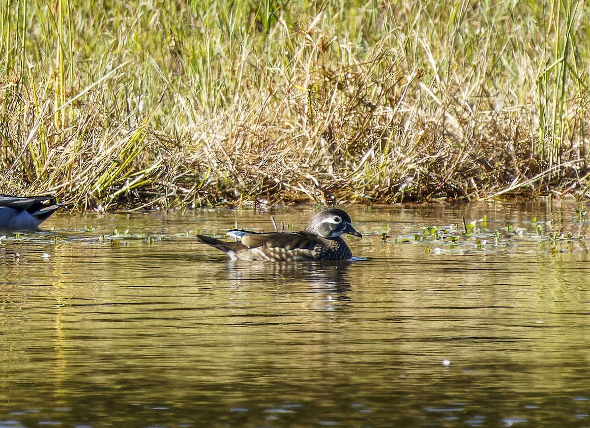 Wood Duck - ML643627633