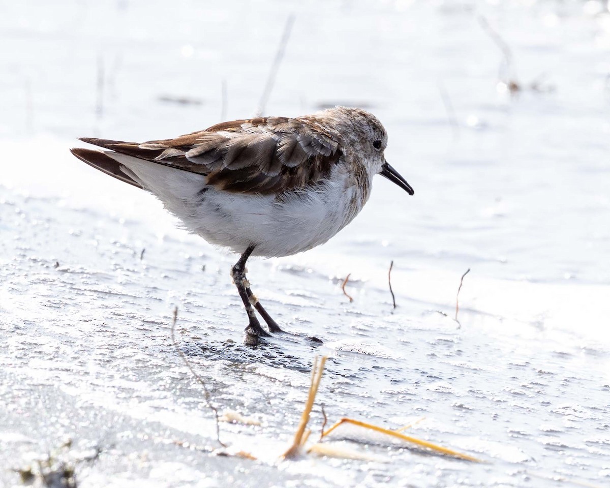 Little Stint - ML643627645