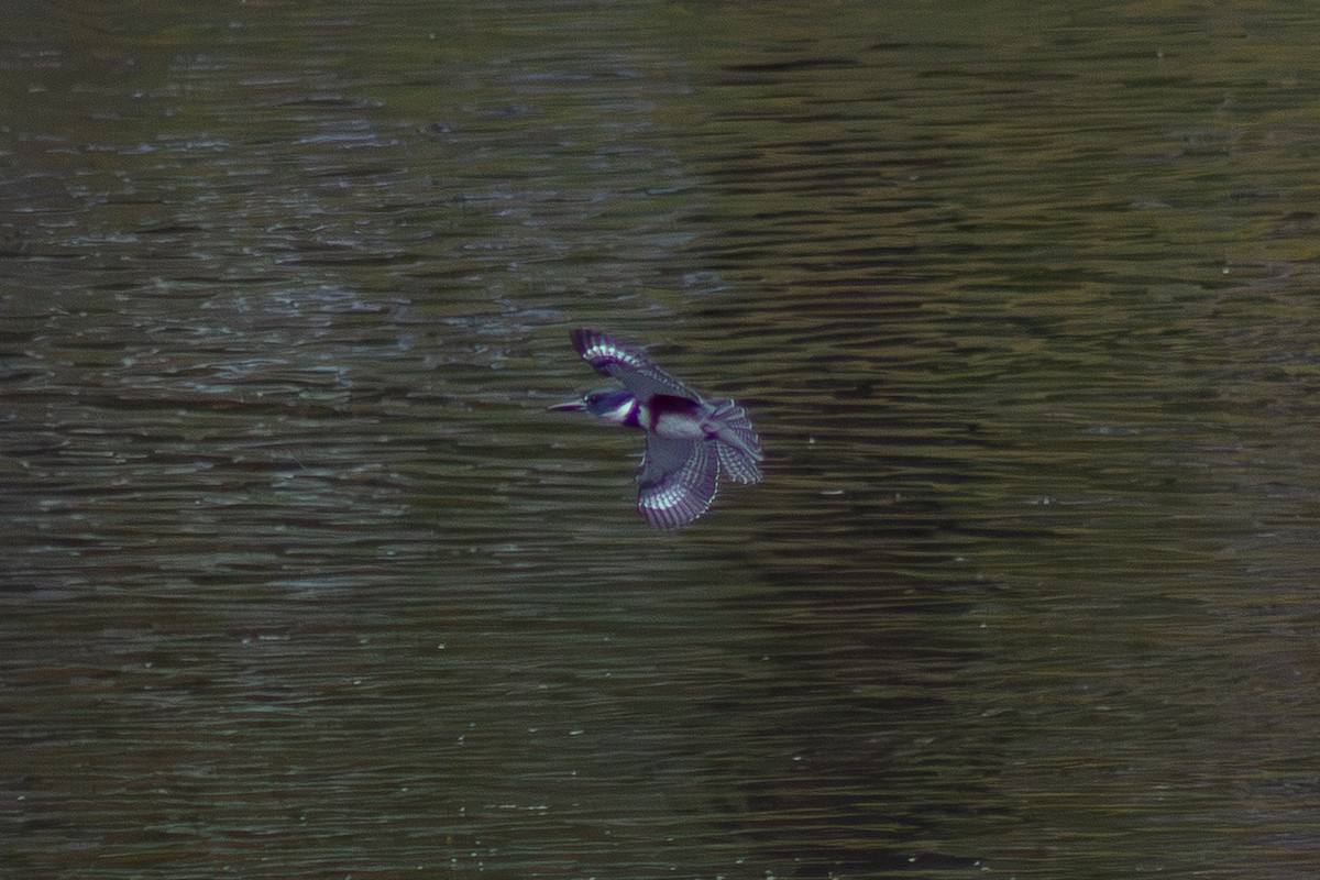 Belted Kingfisher - ML643627650