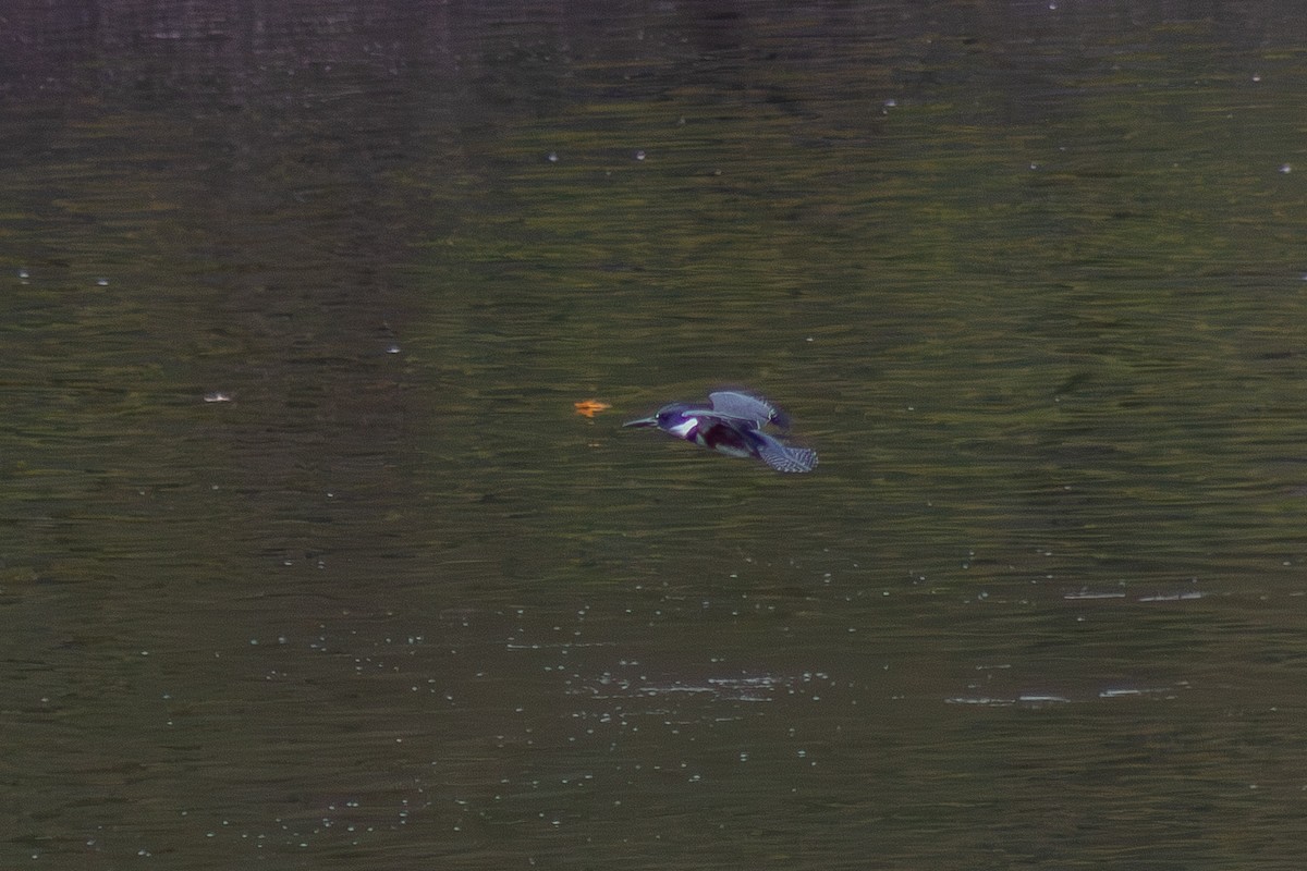 Belted Kingfisher - ML643627651