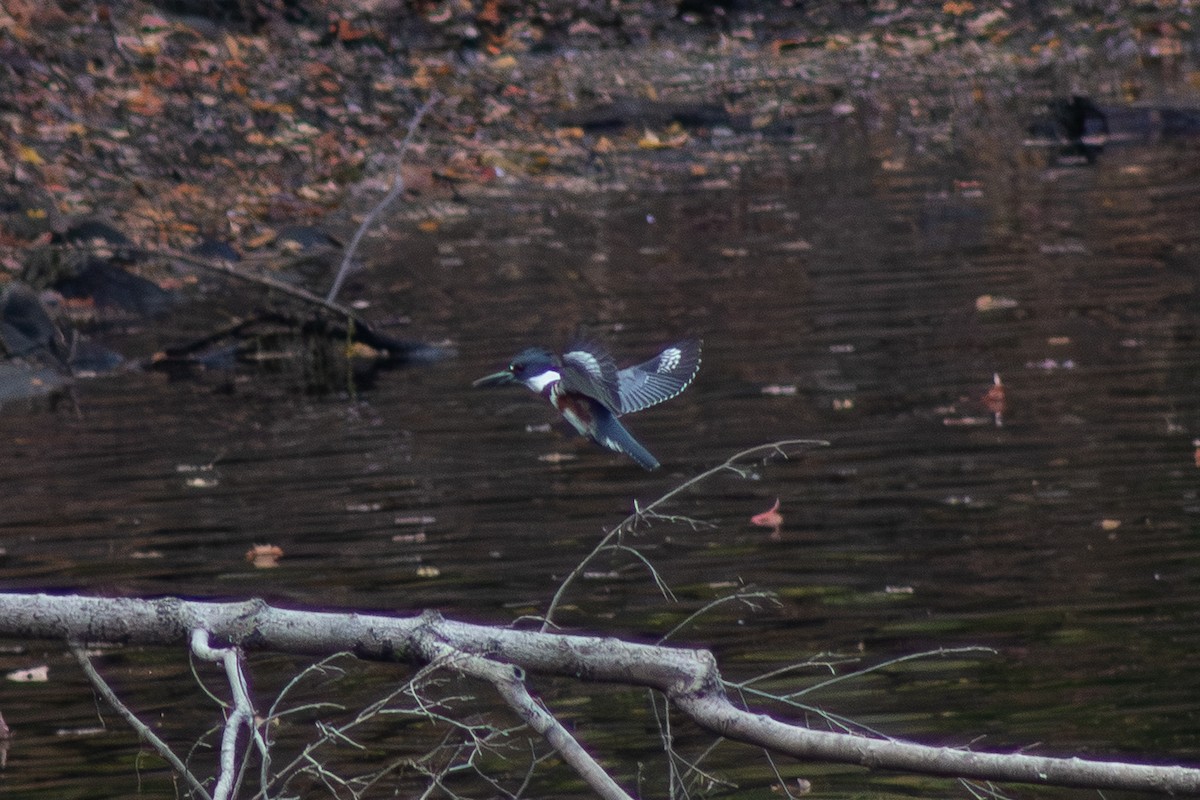 Belted Kingfisher - ML643627652