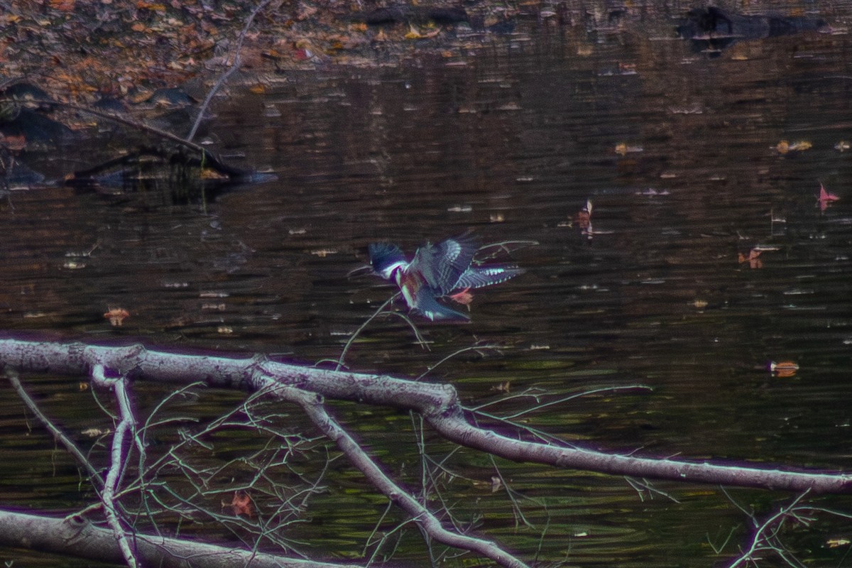 Belted Kingfisher - ML643627653