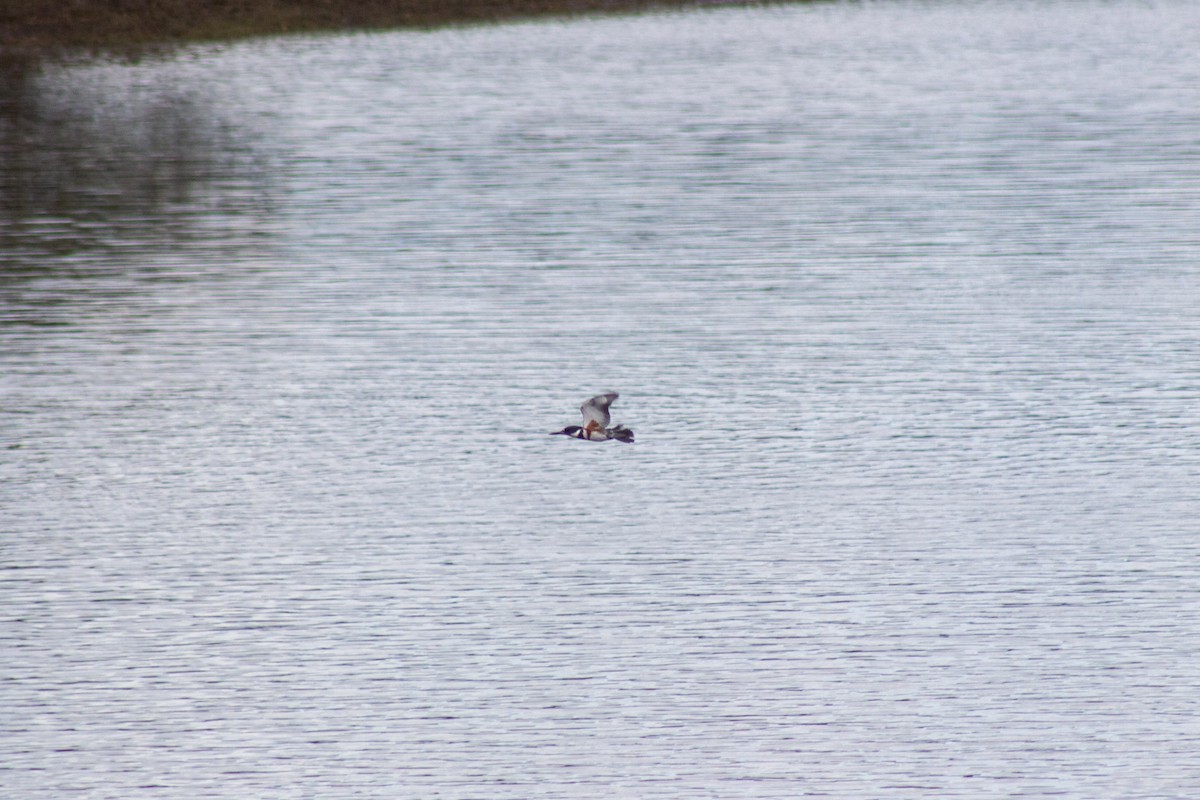 Belted Kingfisher - ML643627654