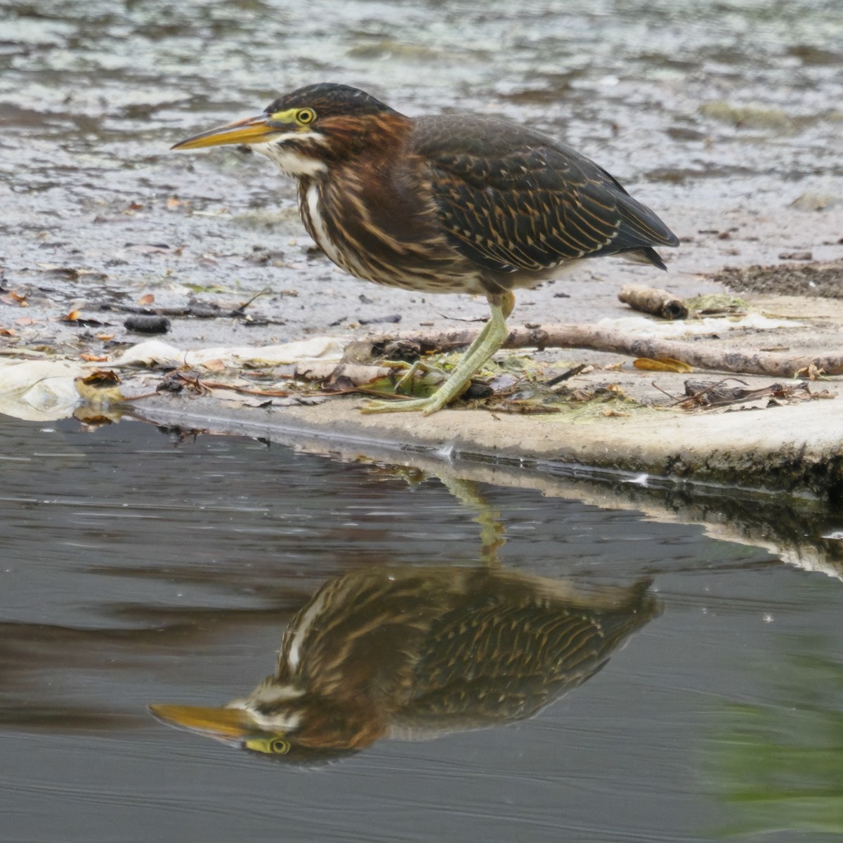 Green Heron - ML643627673