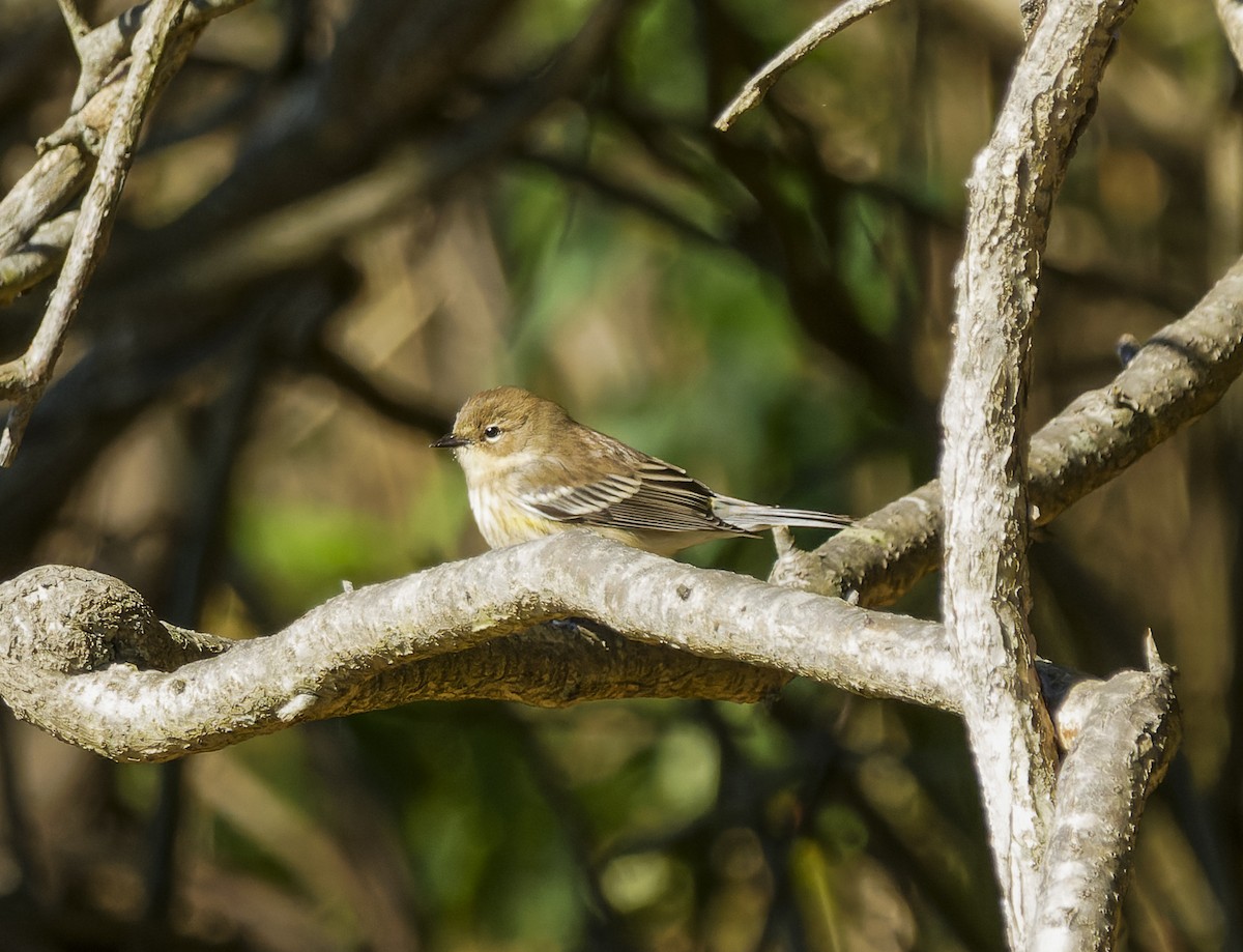Yellow-rumped Warbler - ML643627674