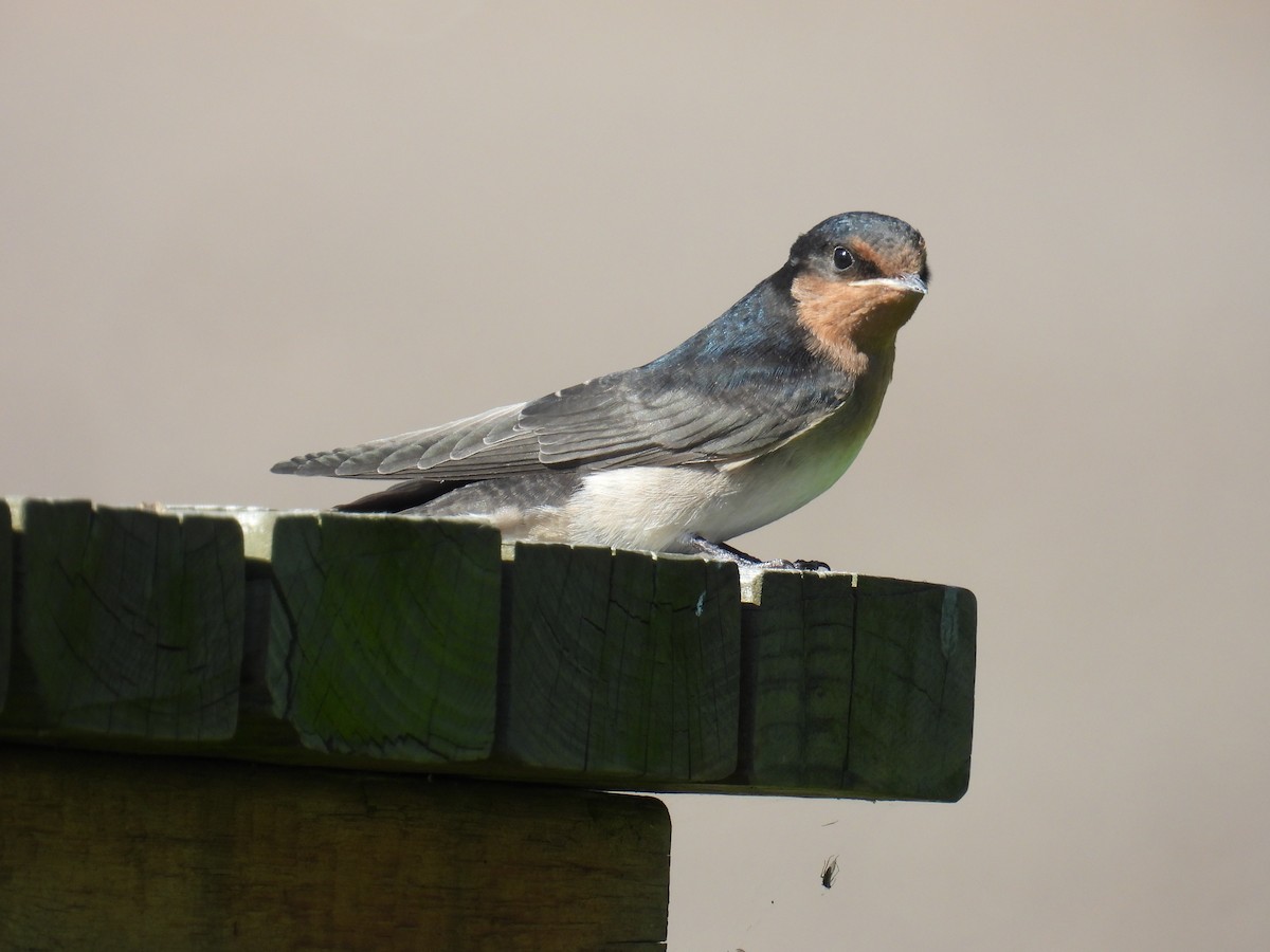 Welcome Swallow - ML643627675