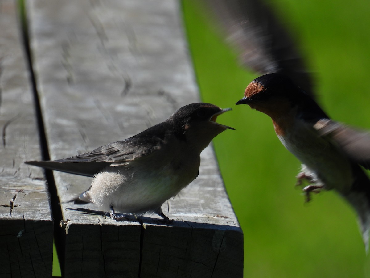 Welcome Swallow - ML643627676