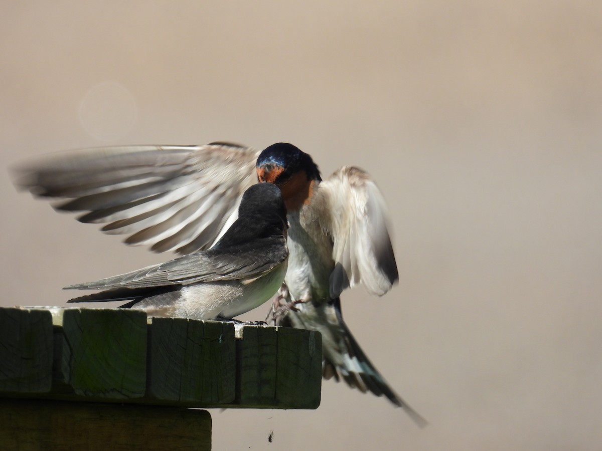 Welcome Swallow - ML643627677