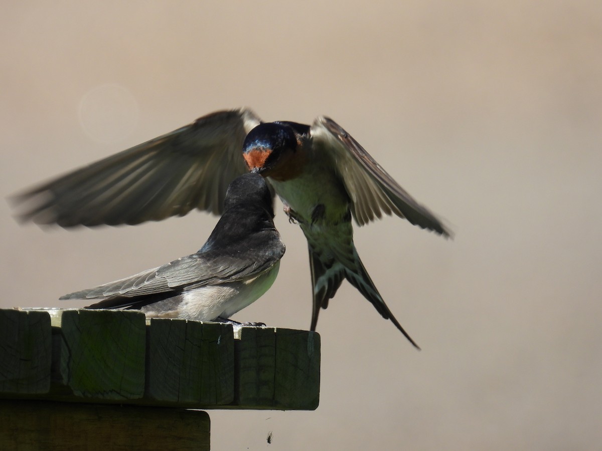 Welcome Swallow - ML643627678