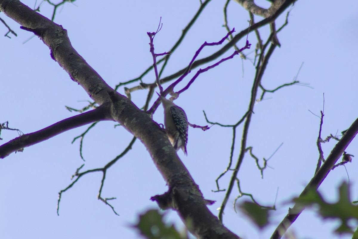 Red-bellied Woodpecker - ML643627682
