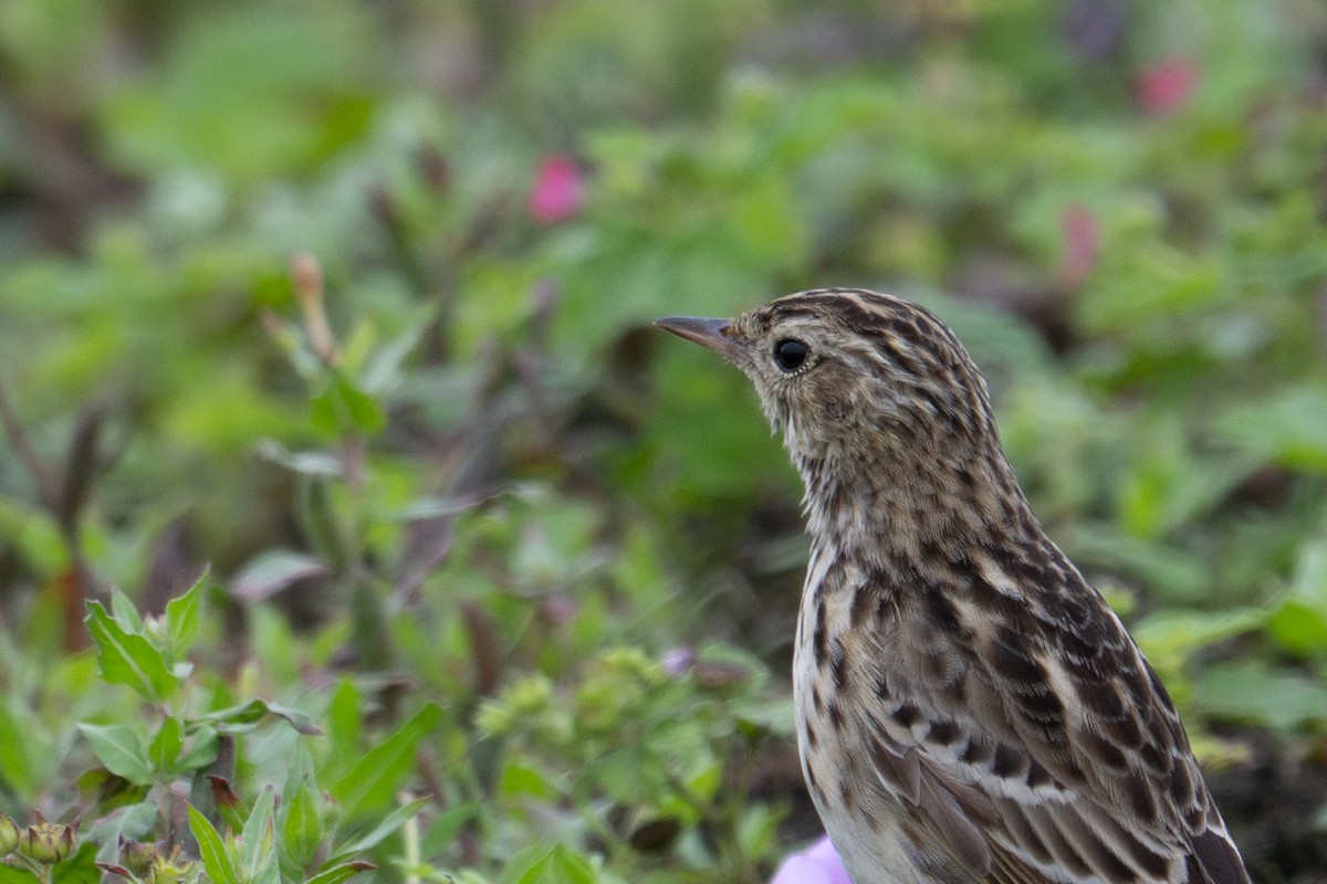 Pipit du Pérou - ML643627687