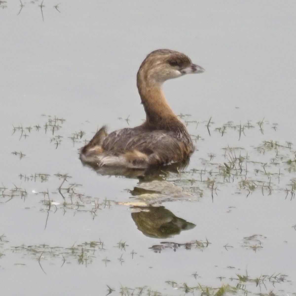 Pied-billed Grebe - ML643627692