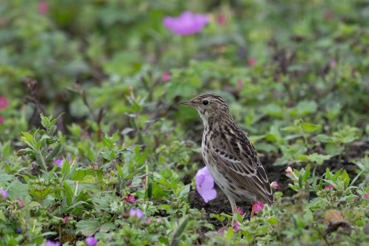 Pipit du Pérou - ML643627694