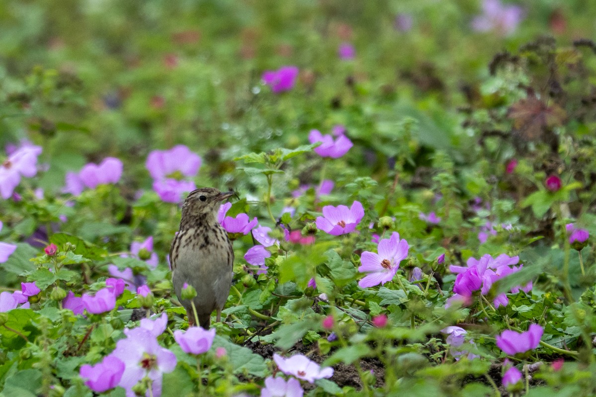 Pipit du Pérou - ML643627695