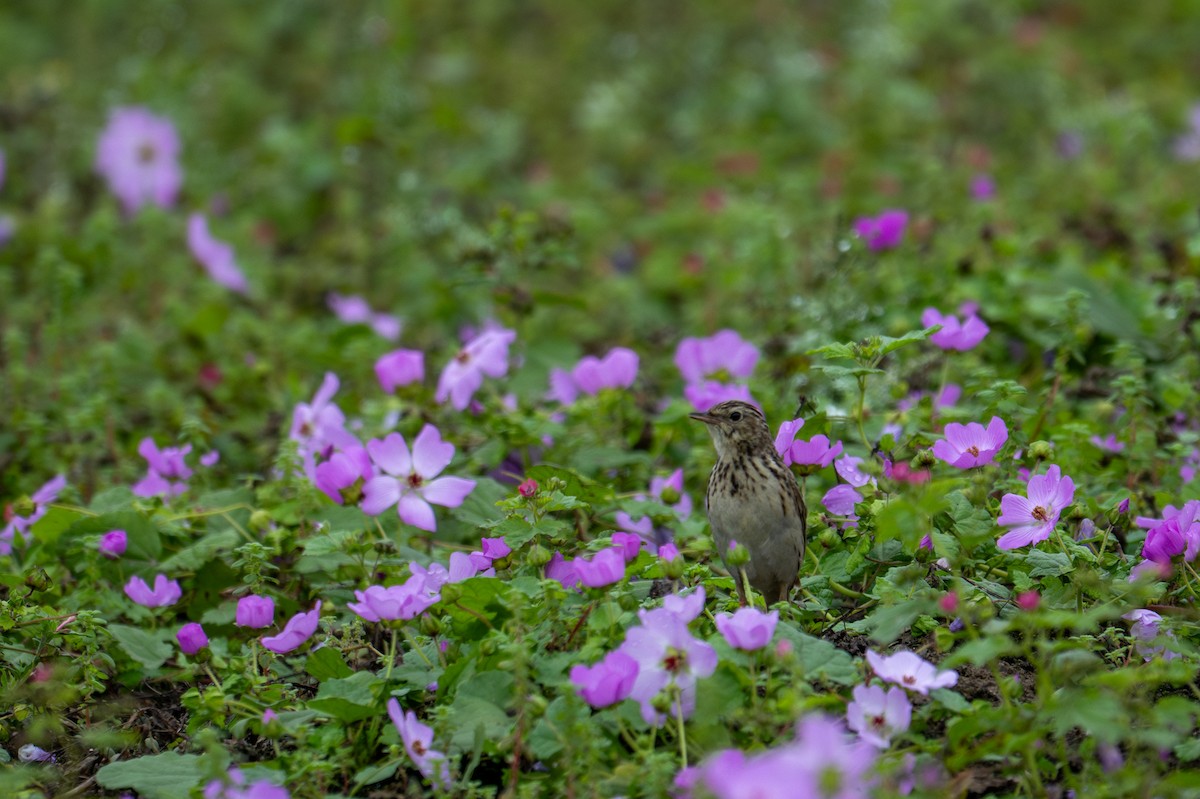 Pipit du Pérou - ML643627696