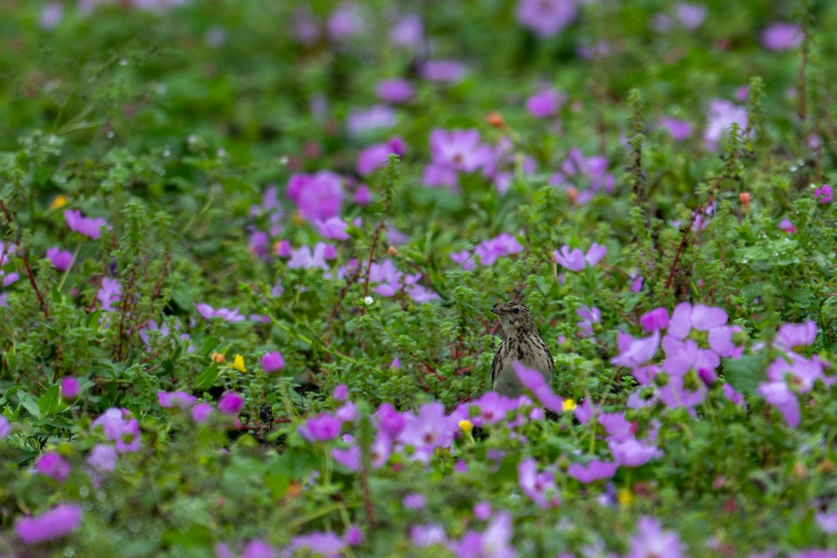 Pipit du Pérou - ML643627697