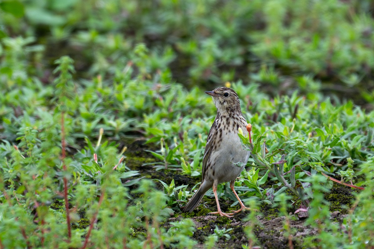 Pipit du Pérou - ML643627698